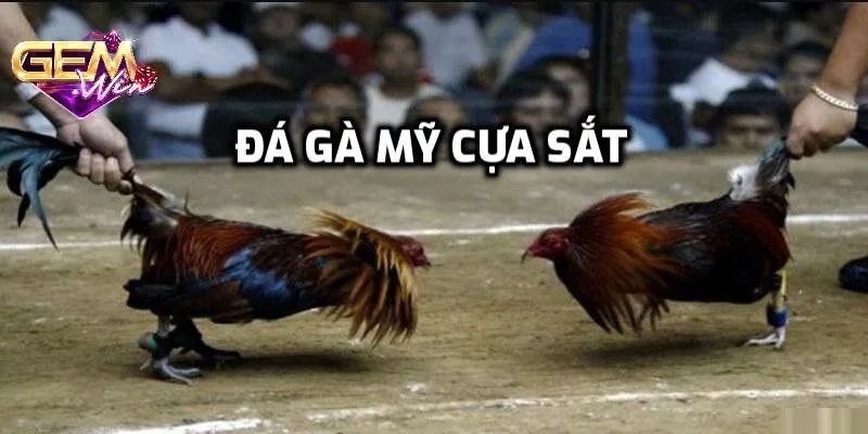 Các gà góp mặt trong trận đấu