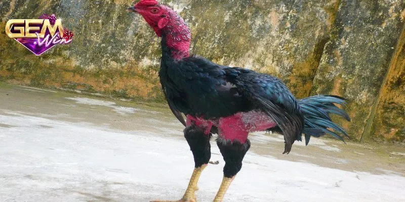 Cách chọn gà đá chuẩn để chiến thắng trong mọi trận đấu