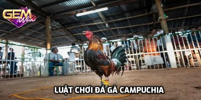 Chọn chiến kê mạnh trong chọi gà Campuchia