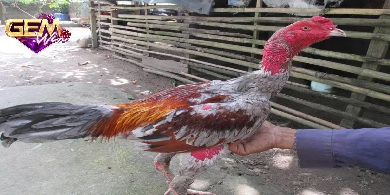 Chọn gà tốt khi thi đấu chọi kê