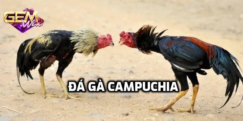 Đá gà Campuchia - Tìm hiểu đấu trường và cách chơi hay