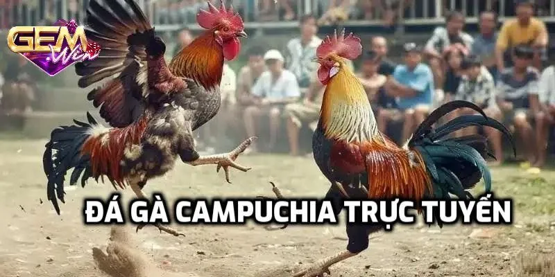 Đá gà Campuchia là gì?