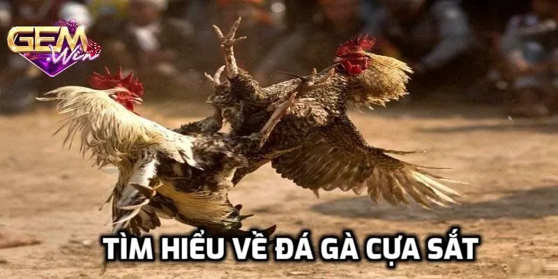 Đá gà cựa sắt - Hé lộ những giống có sức mạnh đáng gờm