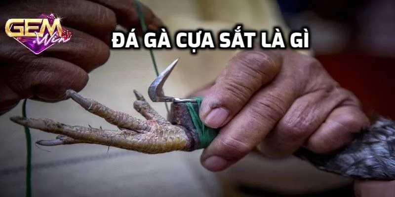 Đá gà cựa sắt nghĩa là sao?