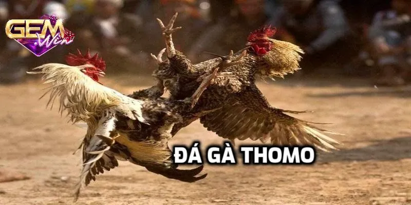 Đá gà thomo - Tất tần tật thông tin cần biết trước khi chơi