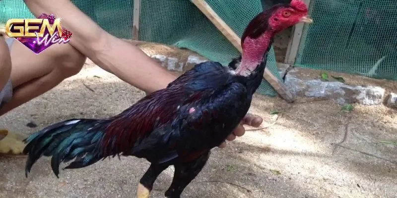 Đặc điểm ngoại hình cần biết trong cách chọn gà đá