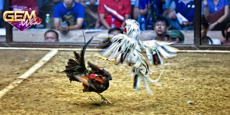 Hệ thống thi đấu chuyên nghiệp