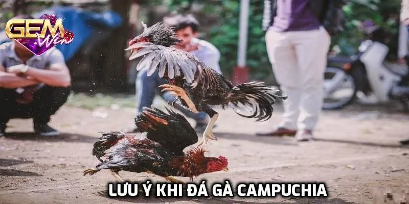 Mẹo đặt cược chọi gà Campuchia hiệu quả