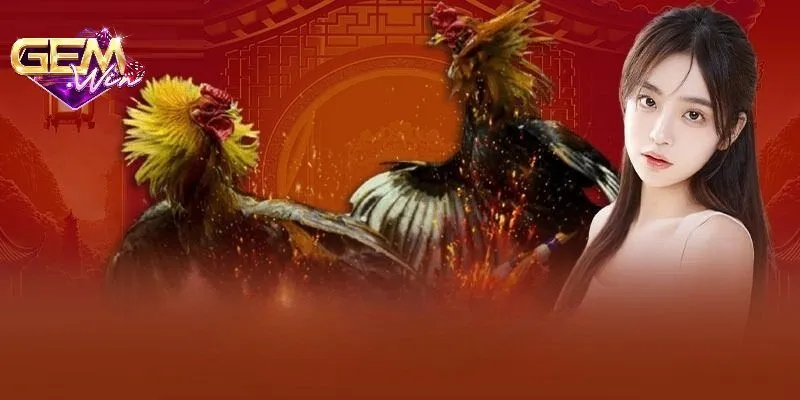 Tổng quan về trường gà Savan
